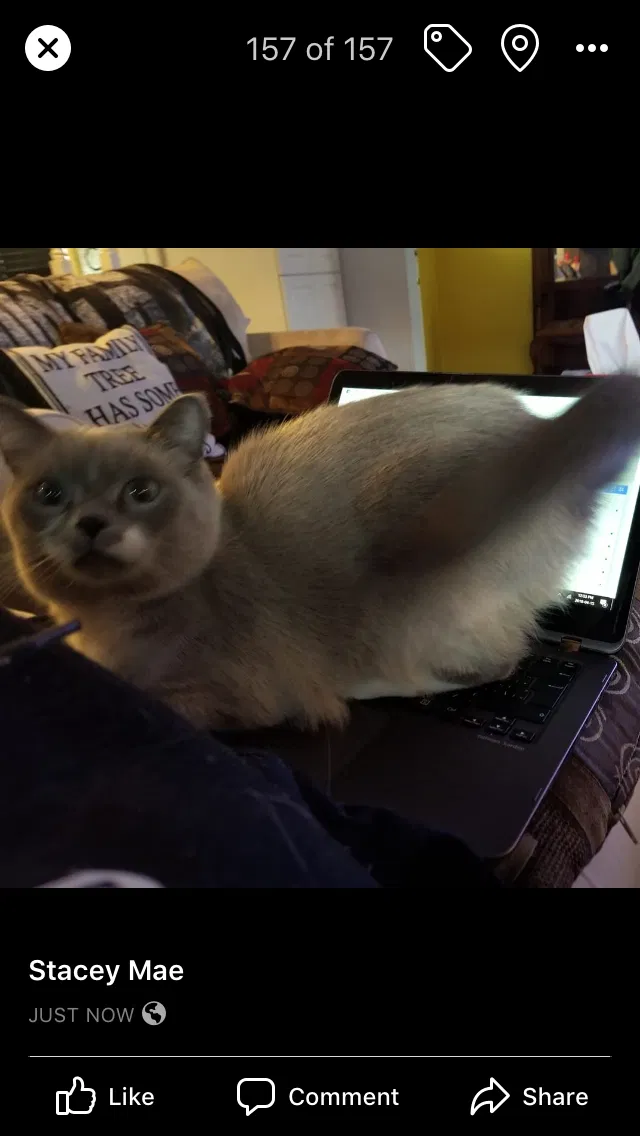 Lost cat in Unknown, CA, 0