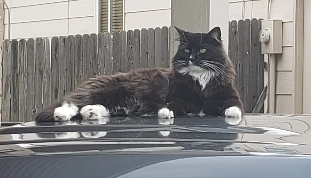 Lost cat in Colorado Springs, CO, 80922