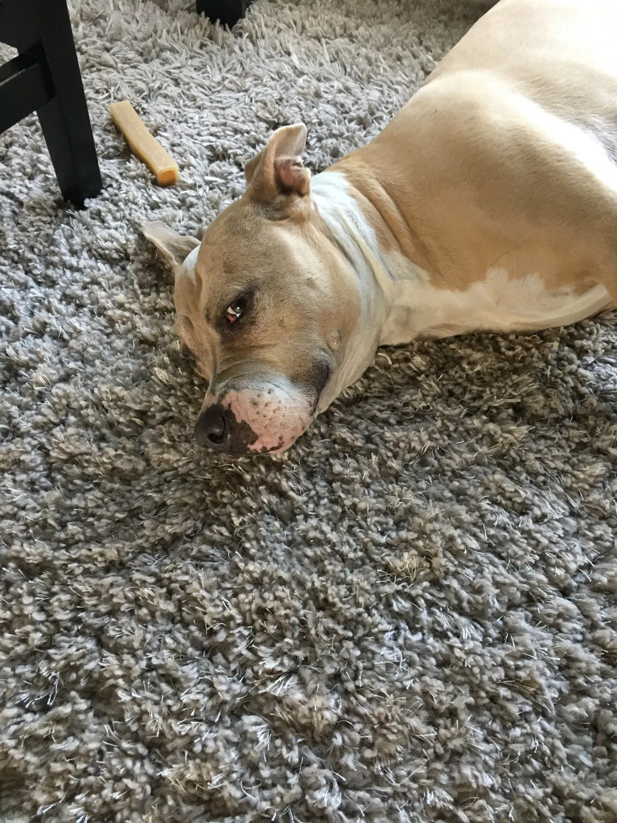 Found dog in Denham Springs, LA, 70726