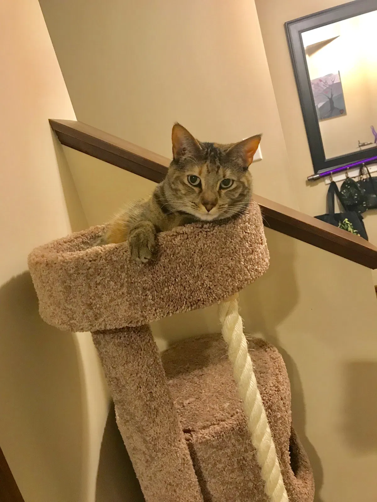 Lost cat in Rochester, MN, 55901