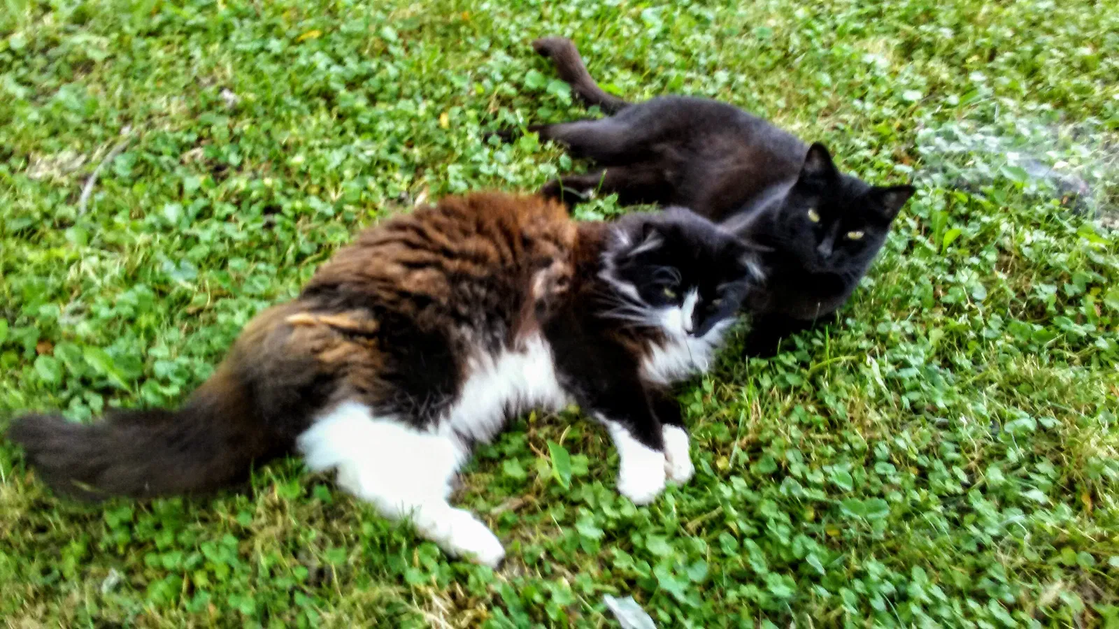 Lost cat in Chicago, IL, 60634