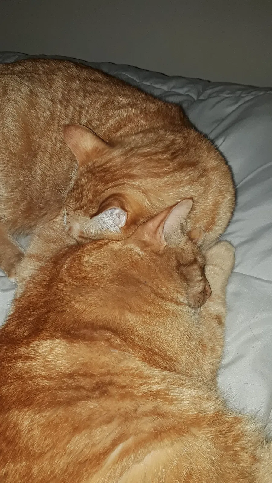 Lost cat in Eugene, OR, 97405