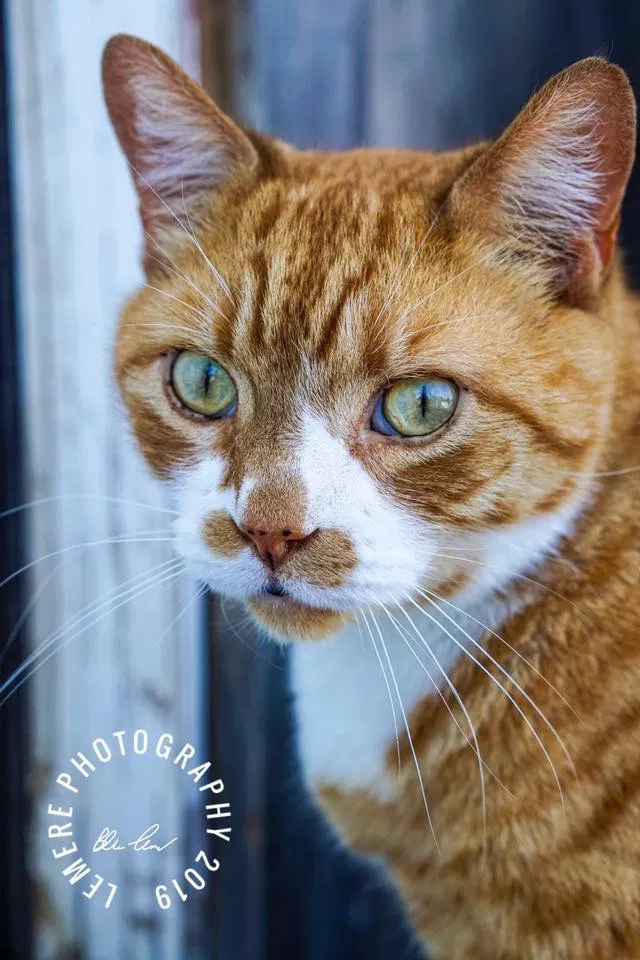 Lost cat in Sanford, ME, 4073