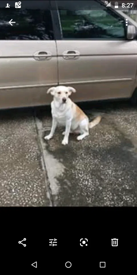 Lost dog in Spanish Fort, AL, 36527