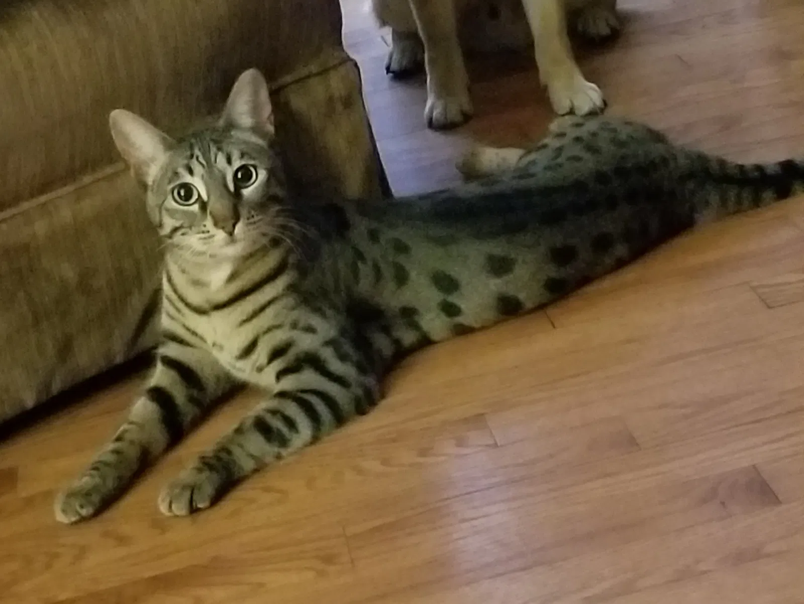 Lost cat in Menasha, WI, 54952