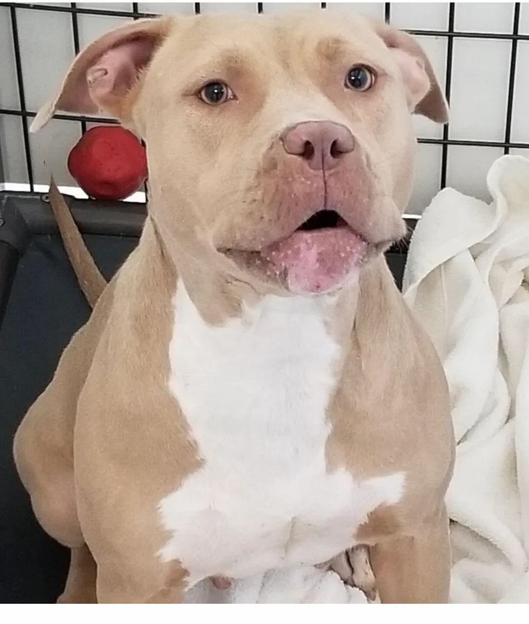 Lost dog in Salisbury, NC, 28147