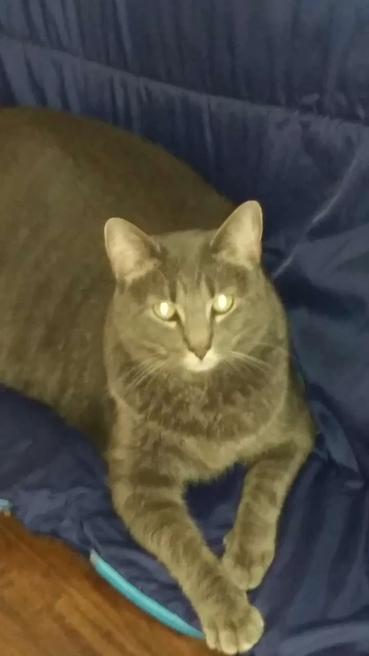 Lost cat in Huntersville, NC, 28078