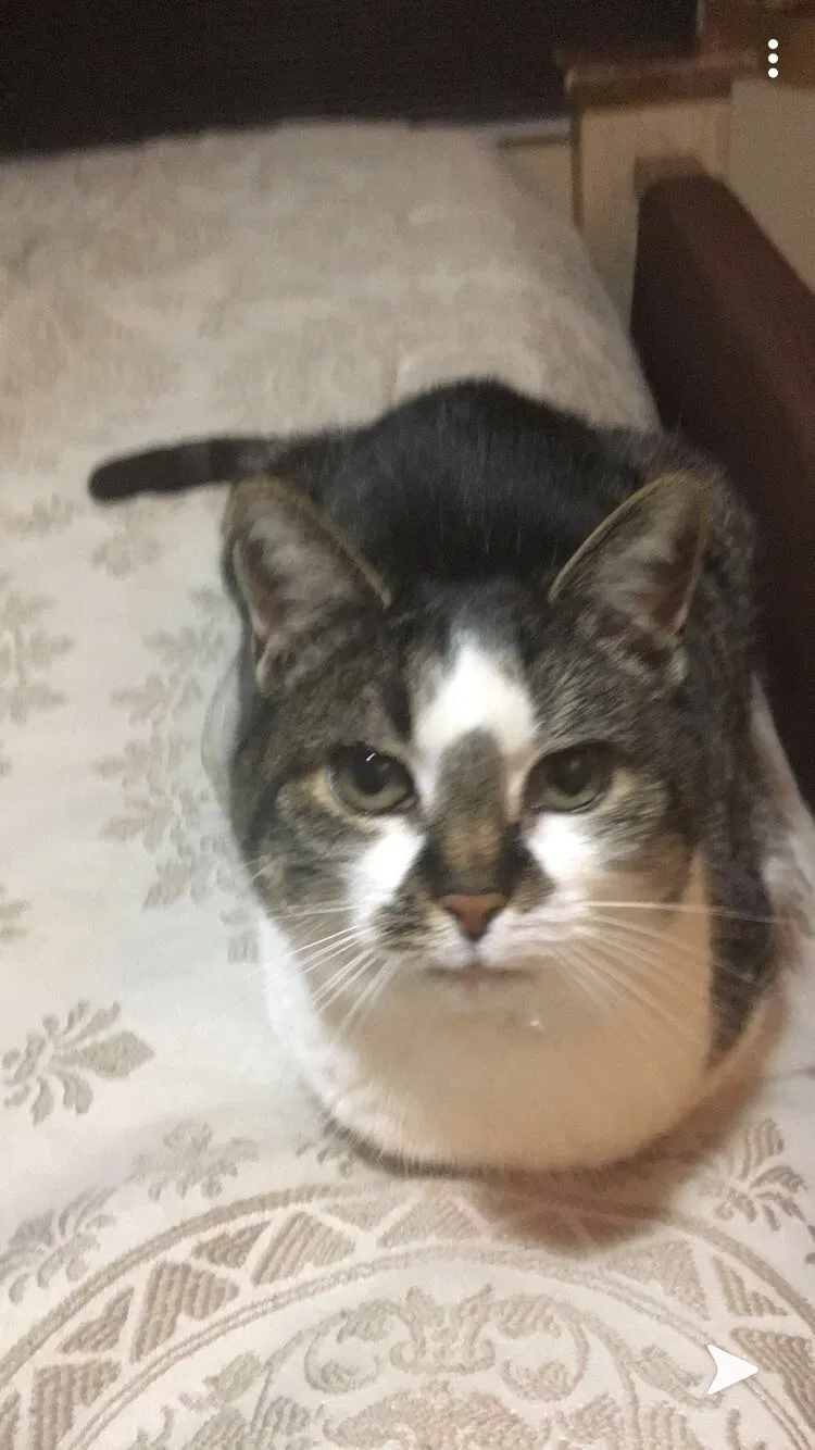 Lost cat in Galena, OH, 43021
