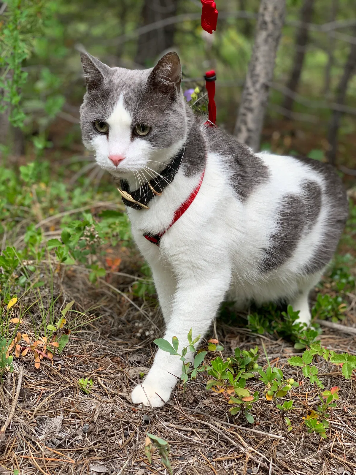 Lost cat in Greeley, CO, 80634