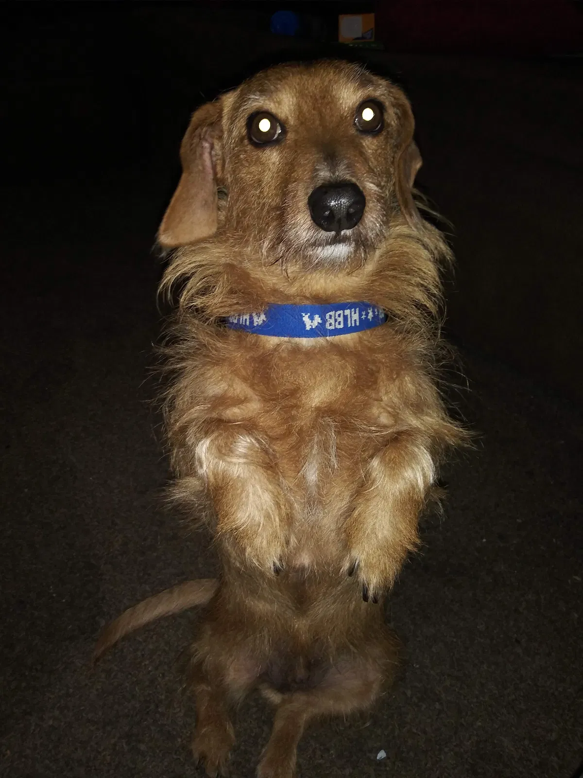 Lost dog in Toledo, OH, 43605