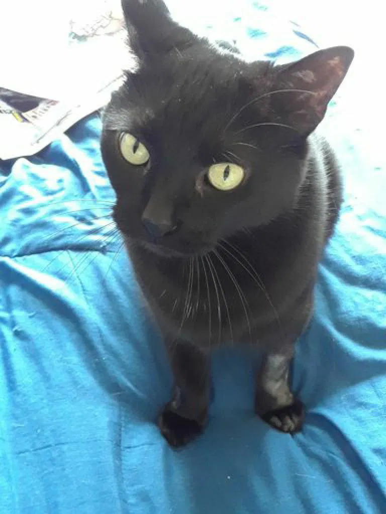Lost cat in Columbus, OH, 43085