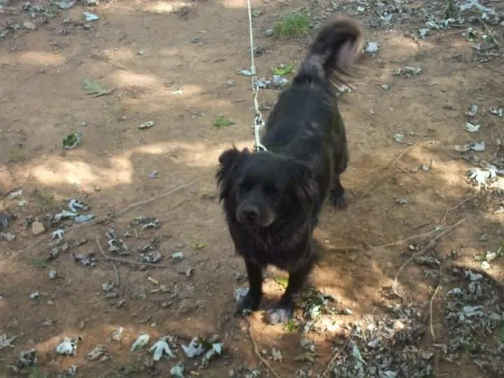 Lost dog in Granite Falls, NC, 28630