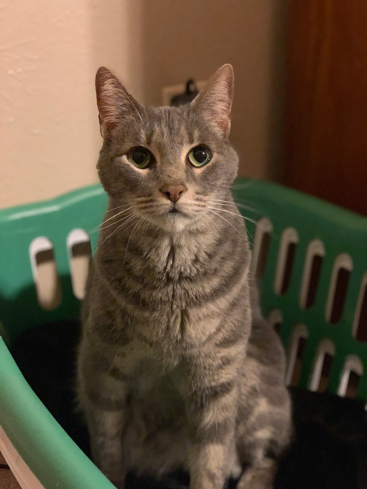 Lost cat in Dallas, TX, 75231
