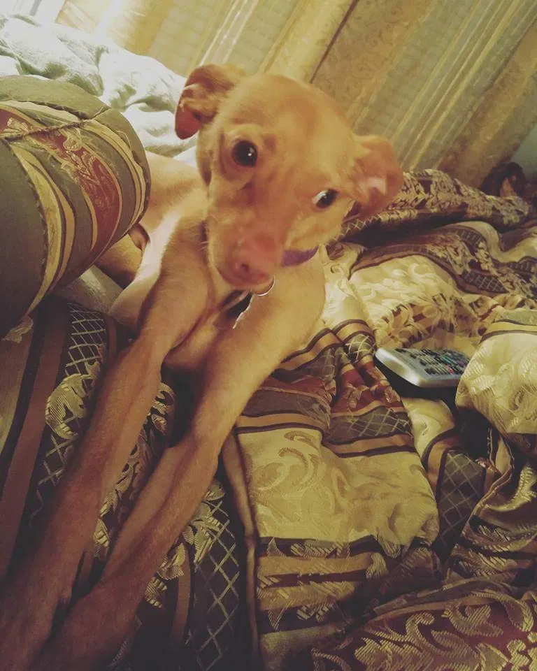 Lost dog in Seymour, TN, 37865