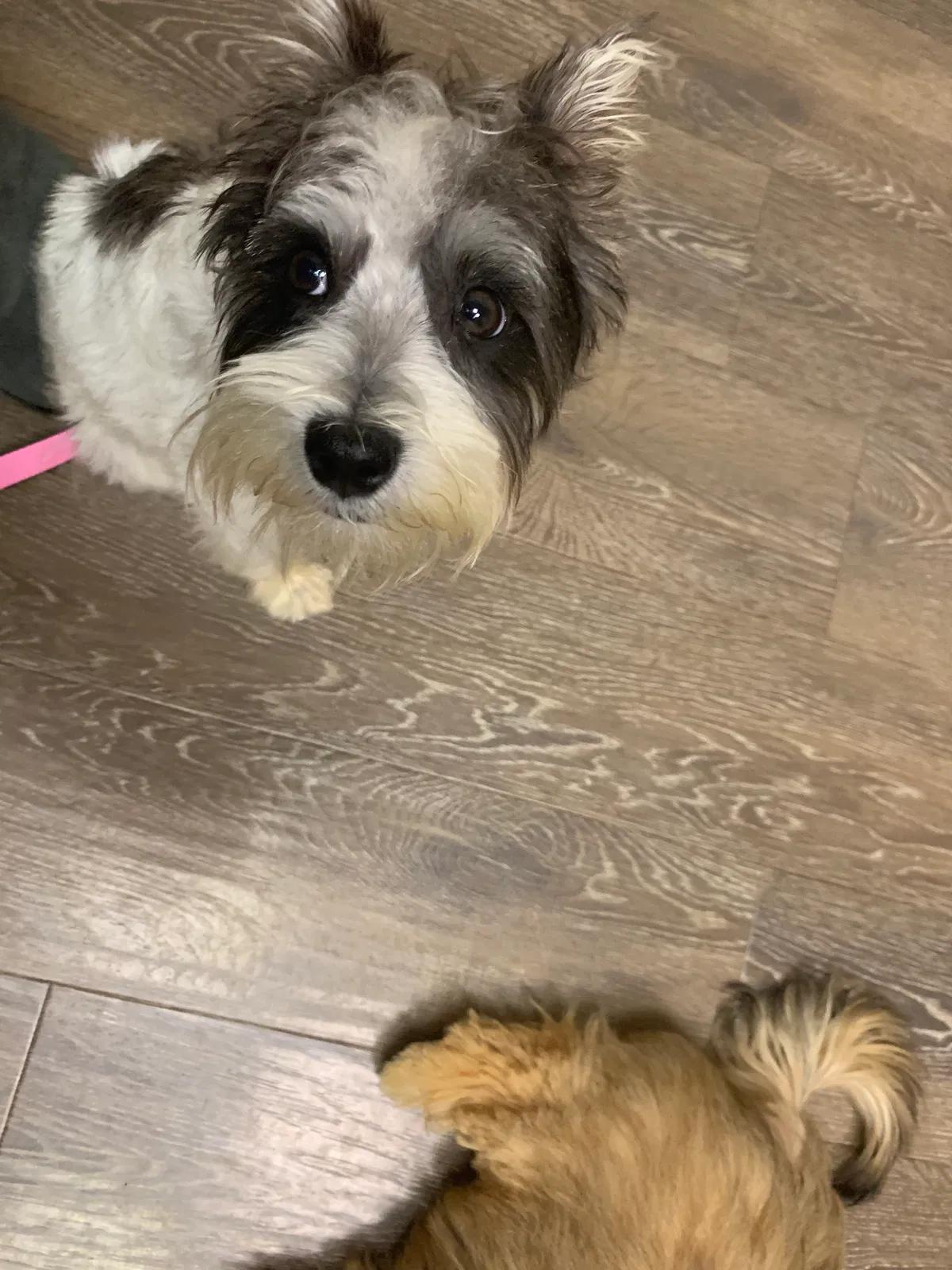 Lost dog in Chester, PA, 19013