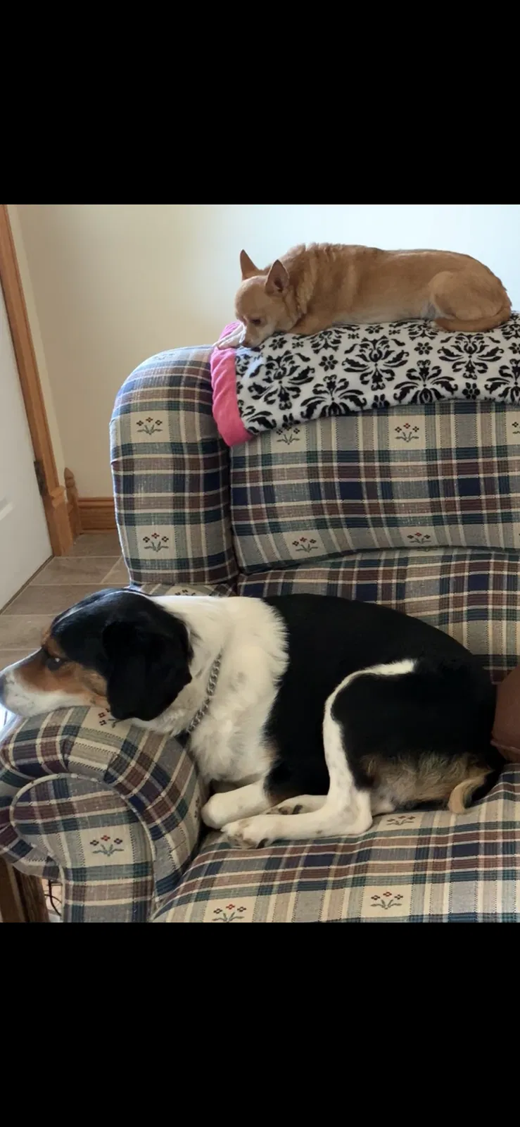 Lost dog in Onsted, MI, 49265