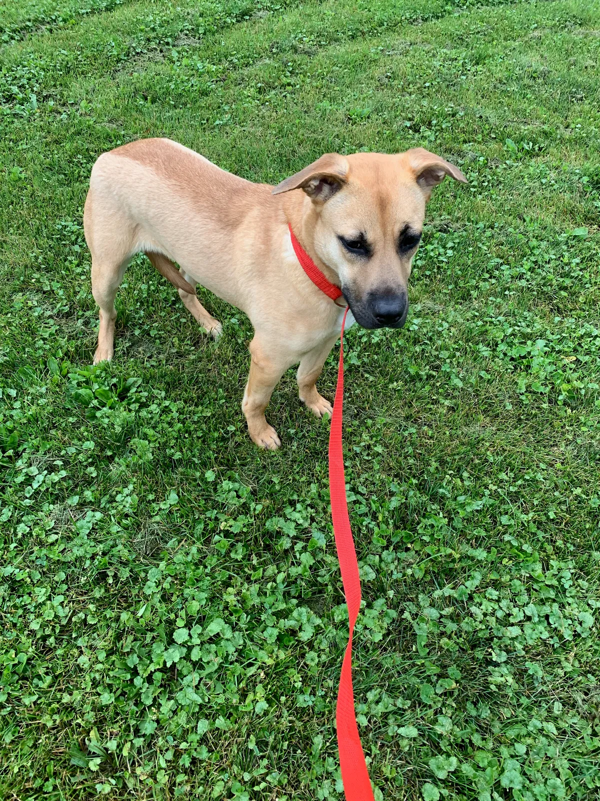 Lost dog in Cashton, WI, 54619