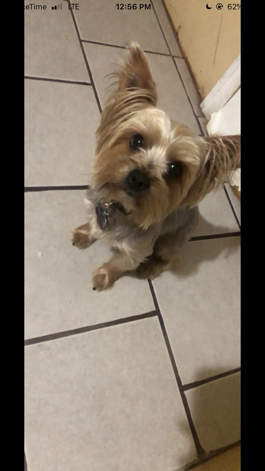 Lost dog in Elizabethport, NJ, 7206