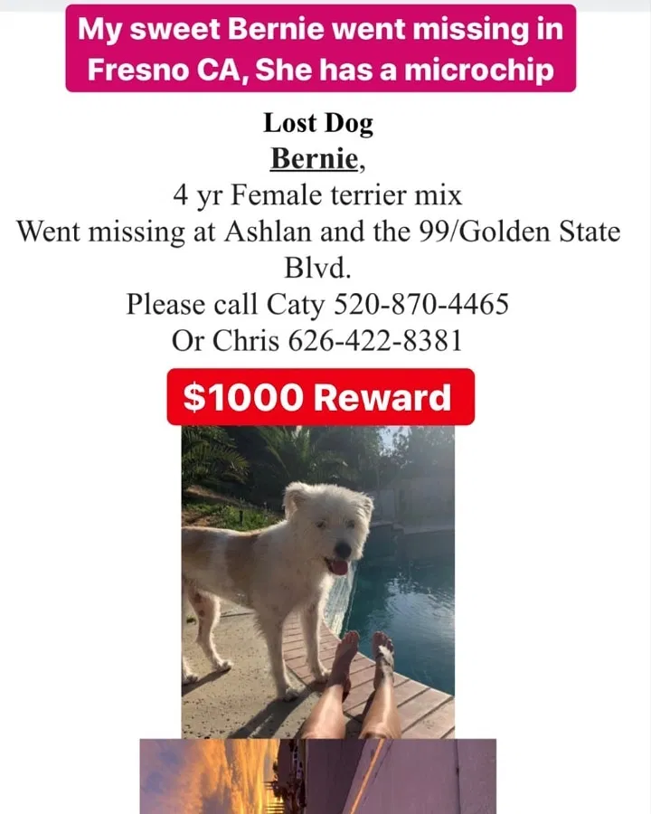Lost dog in Fresno, CA, 93772