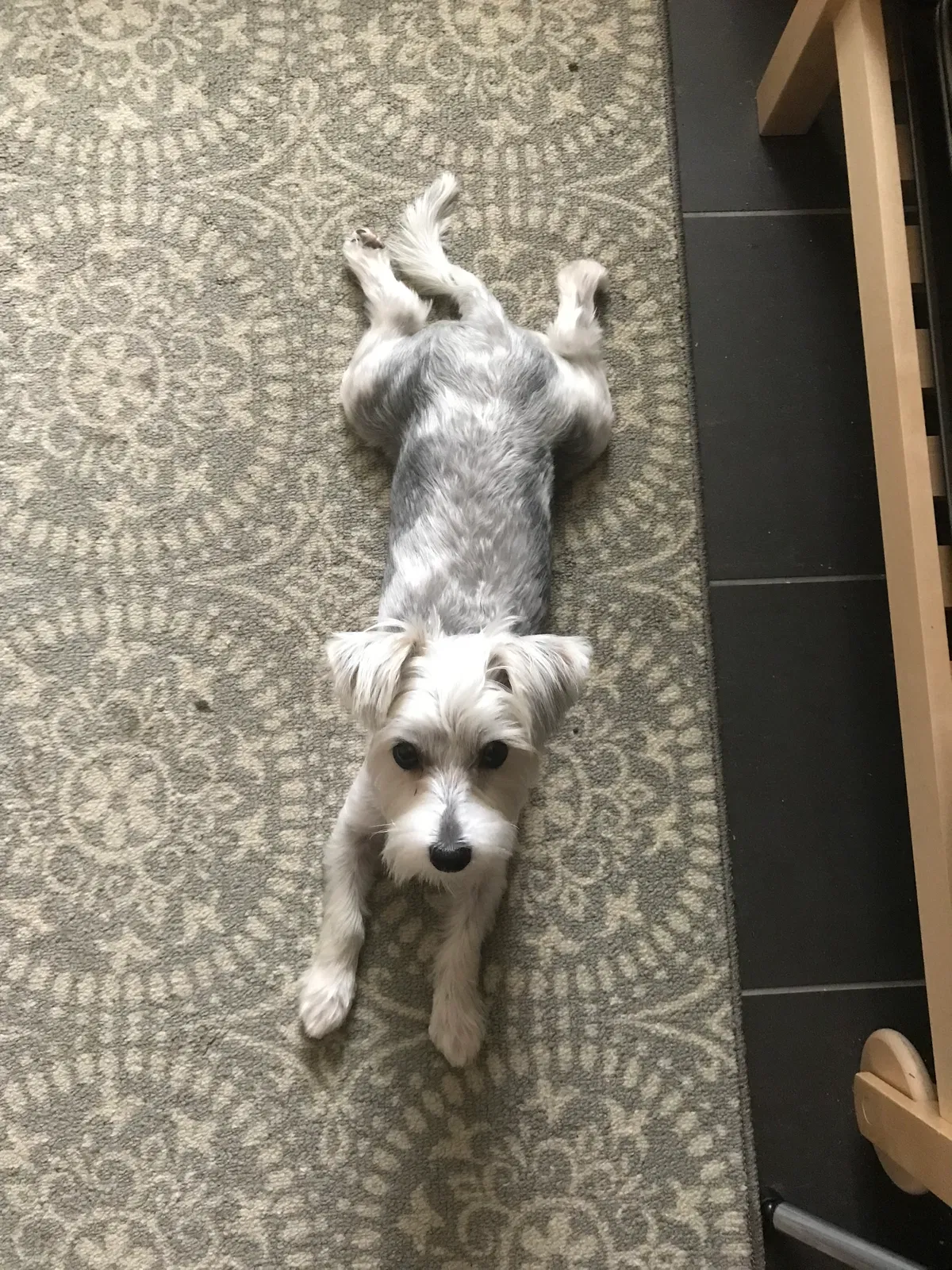 Lost dog in Pearl River, NY, 10965