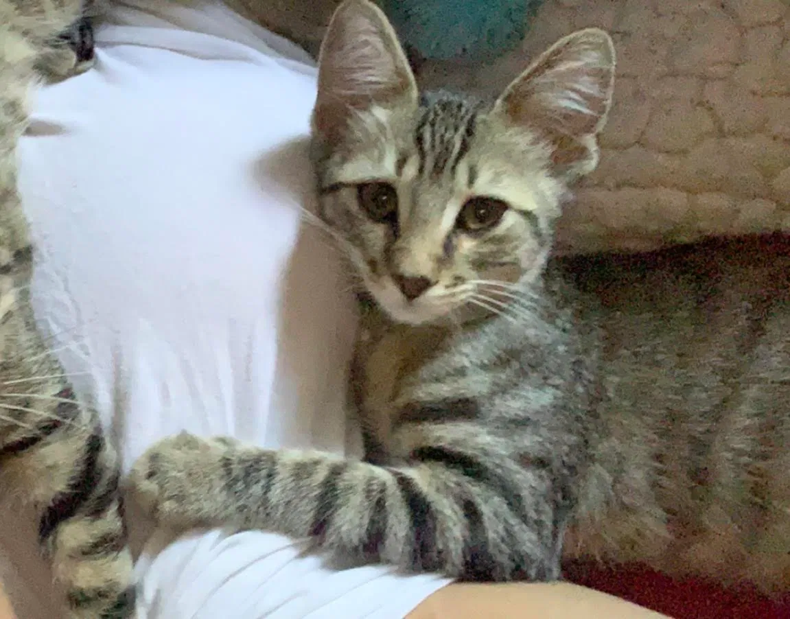 Lost cat in Denver, CO, 80249