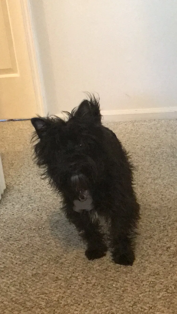Lost dog in Springfield, OR, 97478