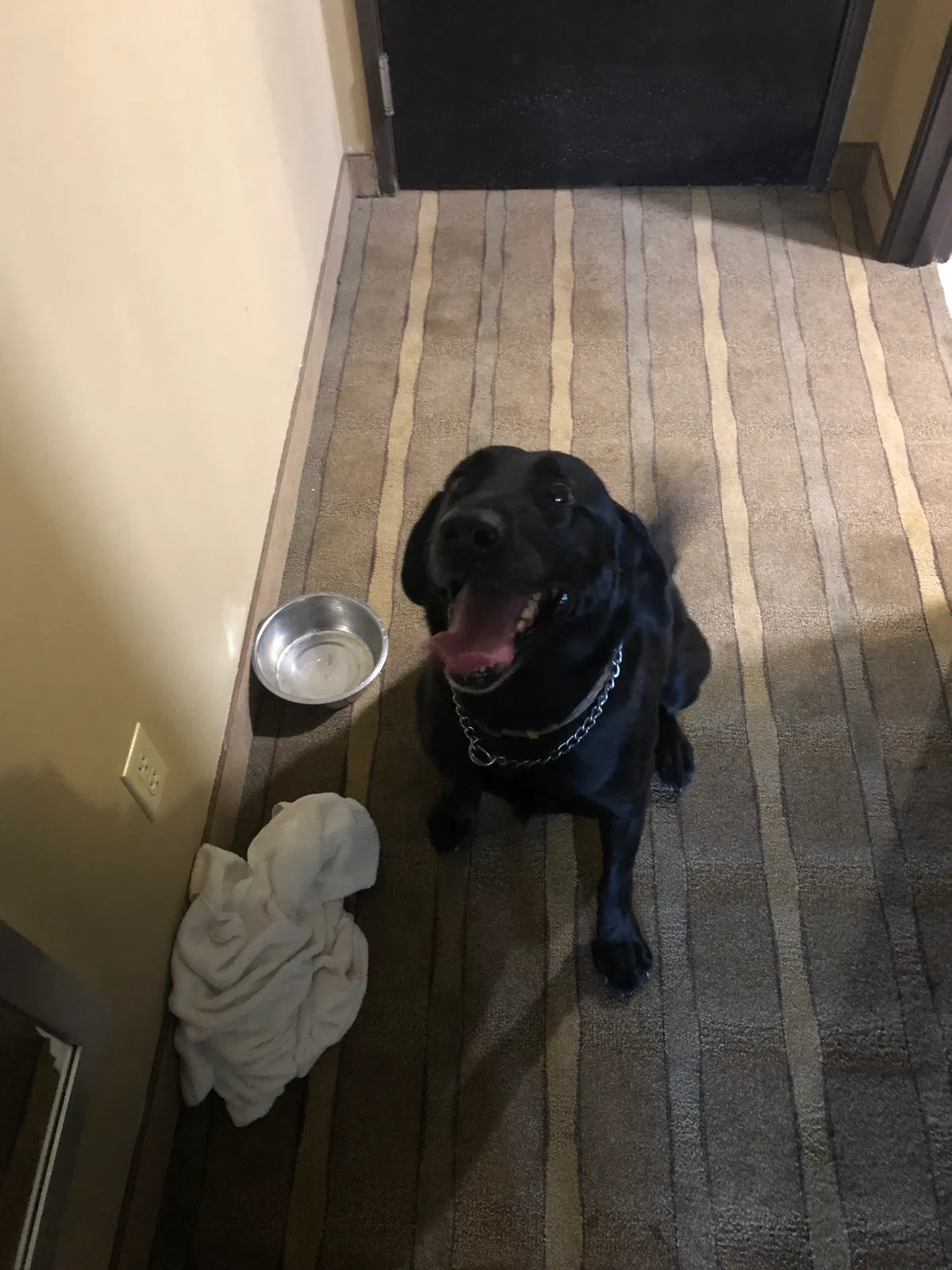 Lost dog in Killeen, TX, 76542
