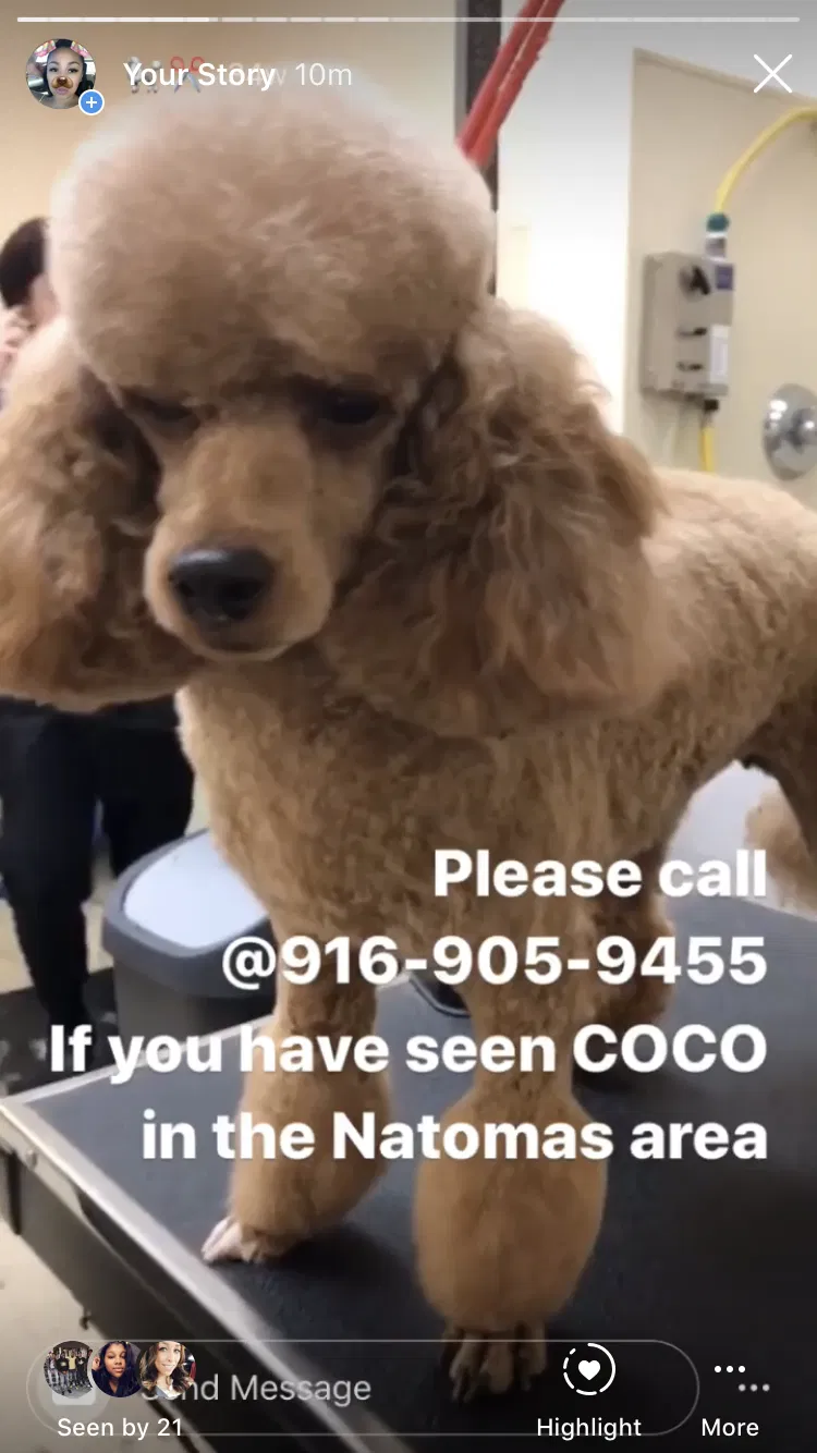 Lost dog in Sacramento, CA, 95834