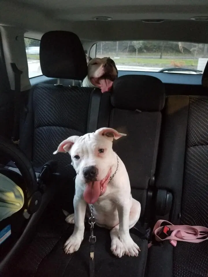 Lost dog in Federal Way, WA, 98023