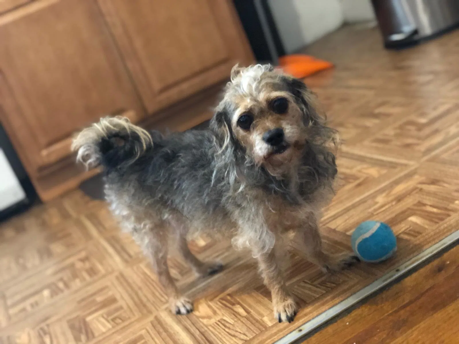 Lost dog in Bronx, NY, 10456