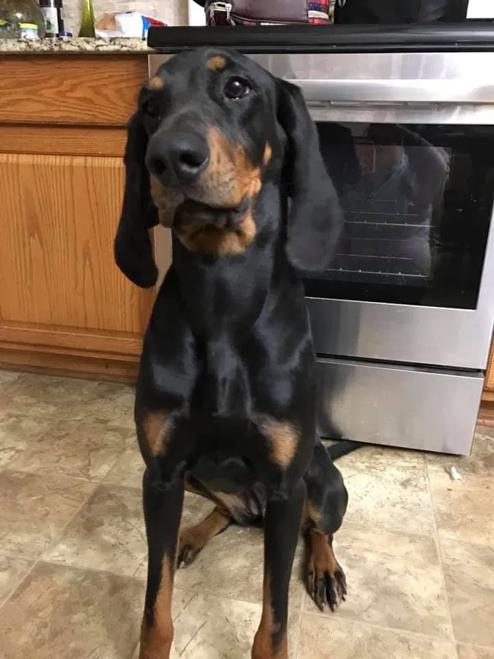 Lost dog in Winston Salem, NC, 27107