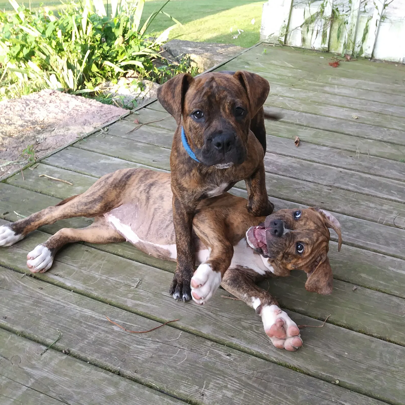 Lost dog in Black Earth, WI, 53515