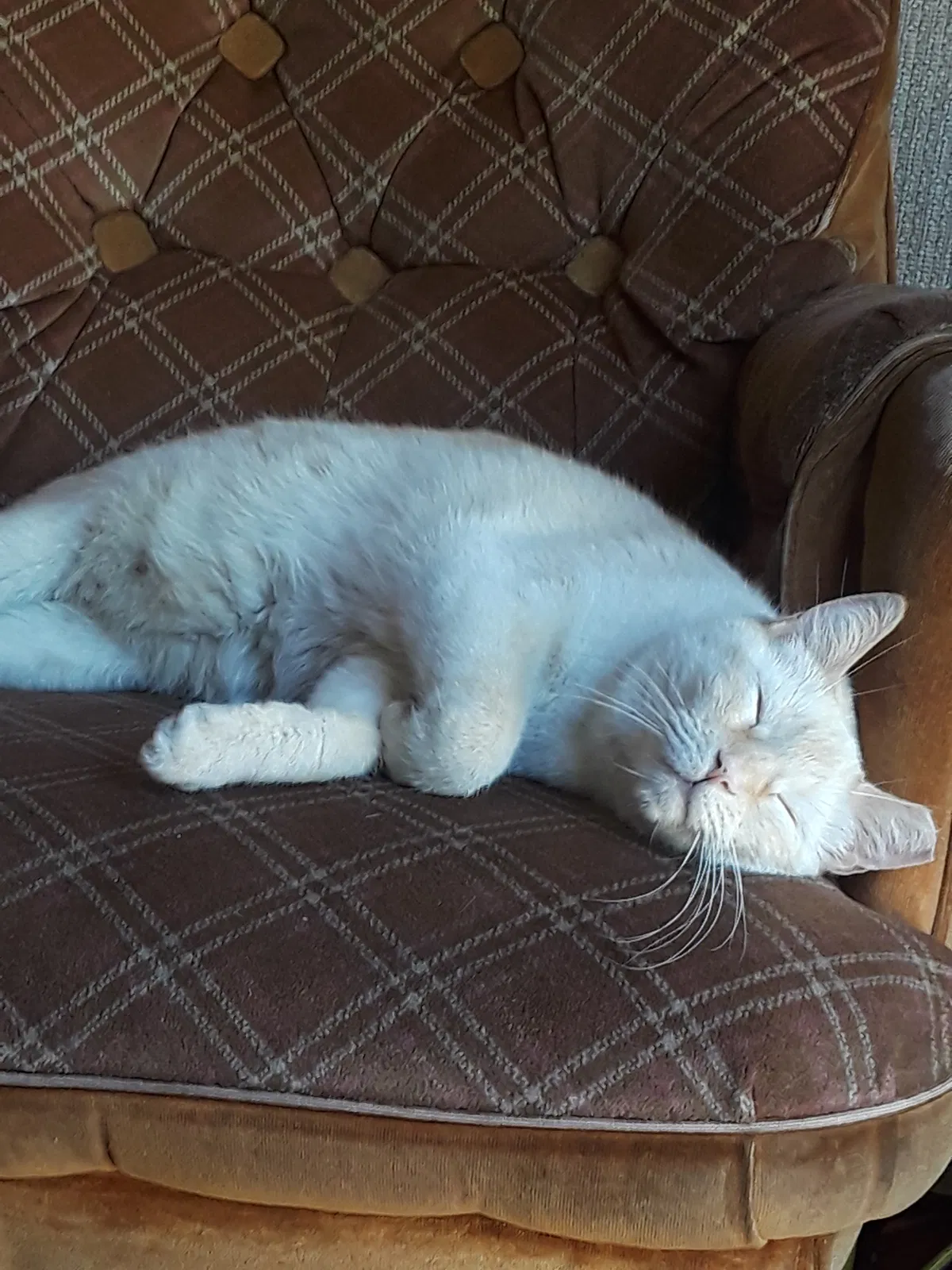 Lost cat in Reno, NV, 89503