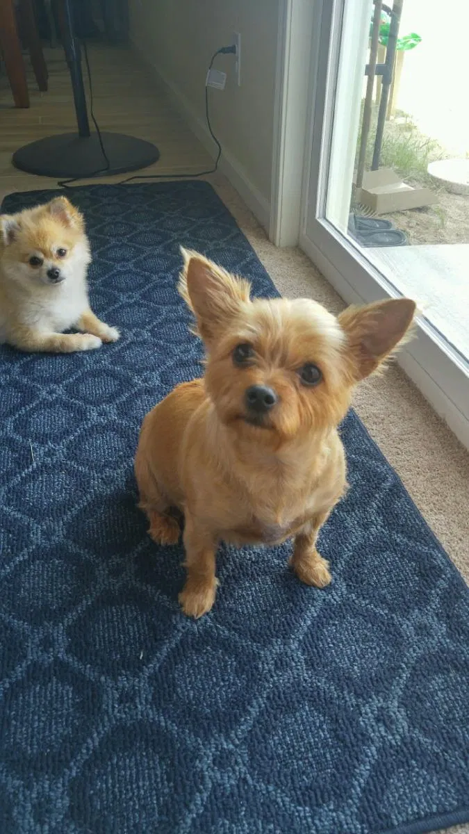 Lost dog in San Francisco, CA, 94110