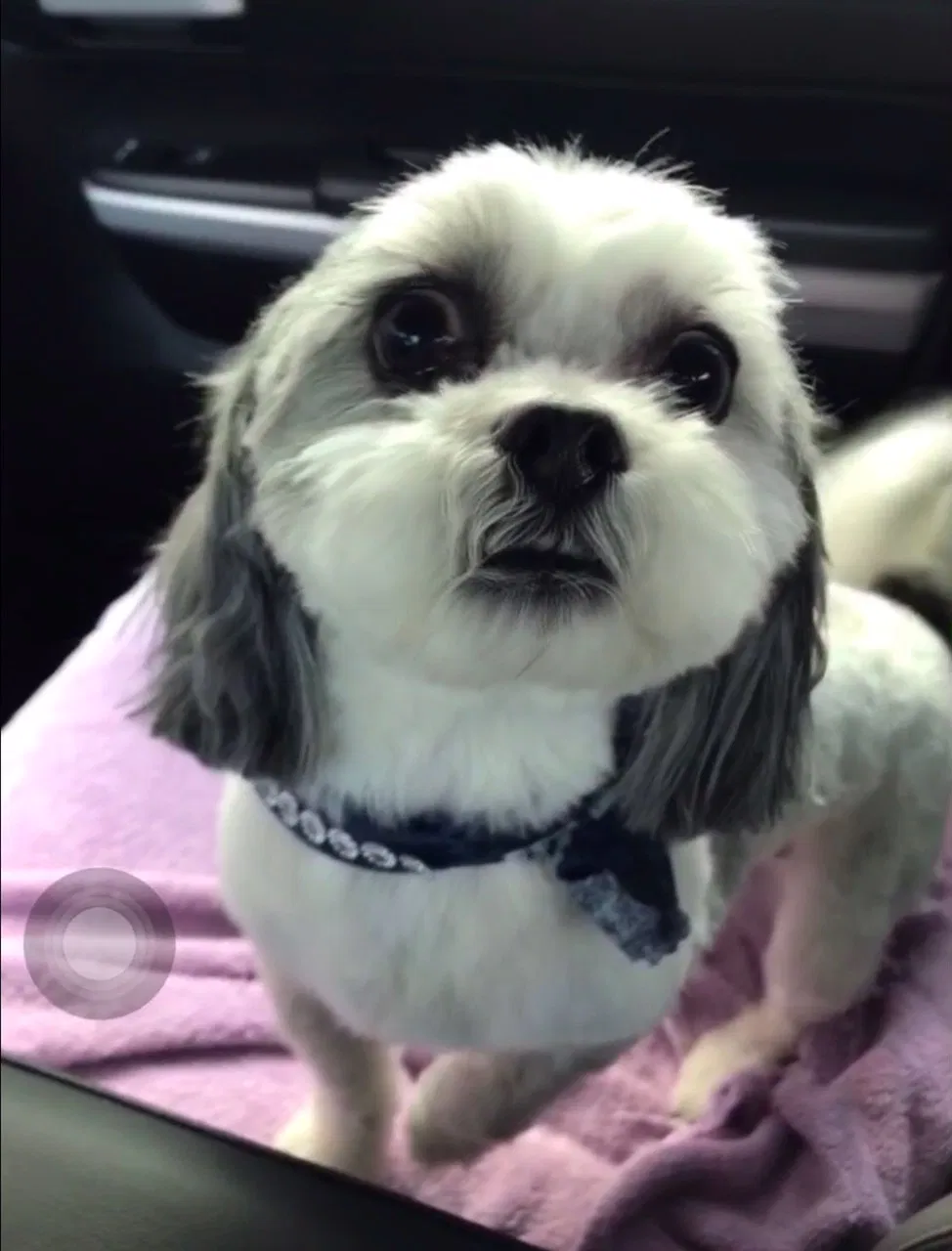 Lost dog in Savannah, GA, 31407