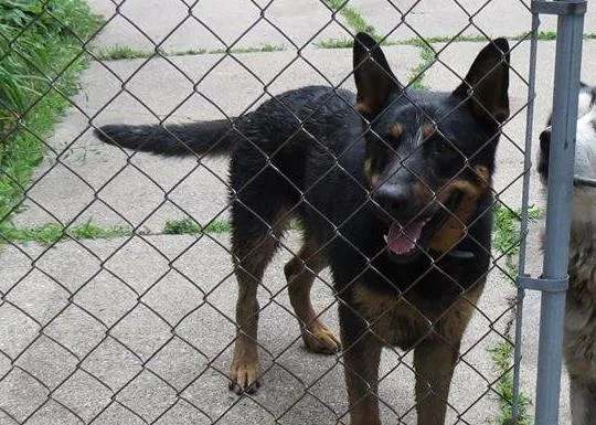 Lost dog in Detroit, MI, 48228