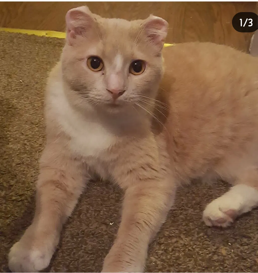 Lost cat in Sacramento, CA, 95833