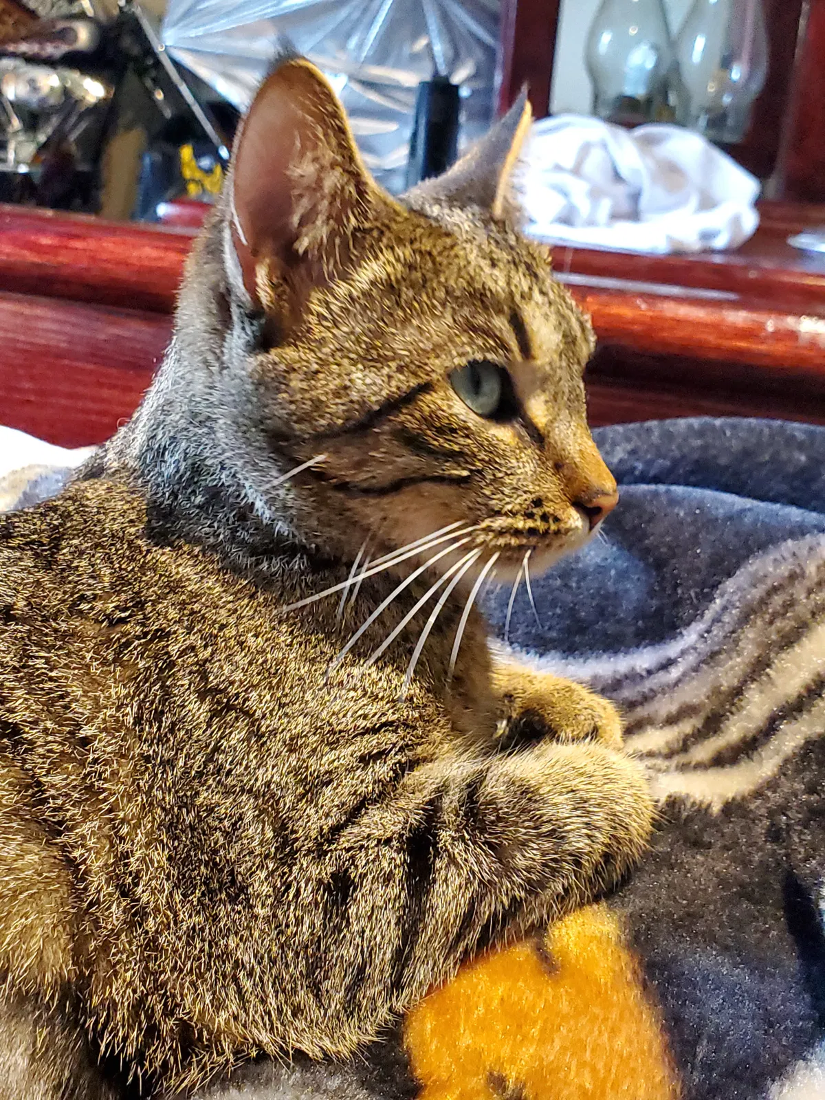Lost cat in Unknown, WI, 0