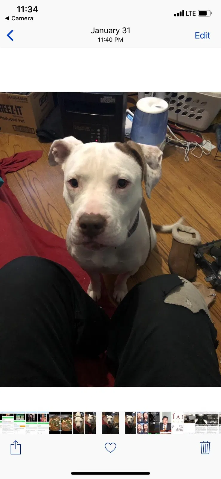 Lost dog in Detroit, MI, 48228