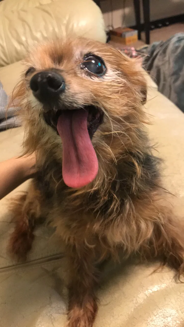 Lost dog in Salisbury, MD, 21801