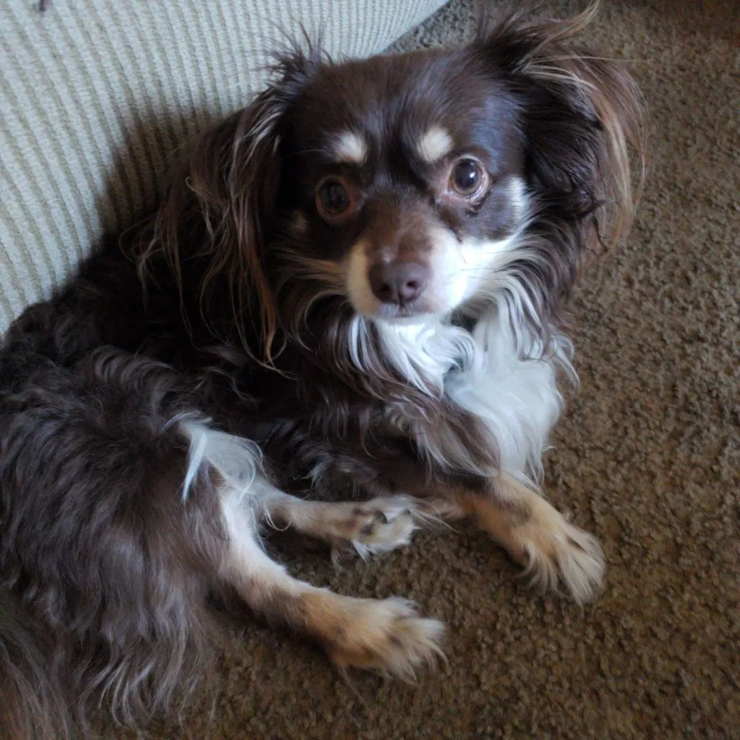 Lost dog in Fresno, CA, 93722