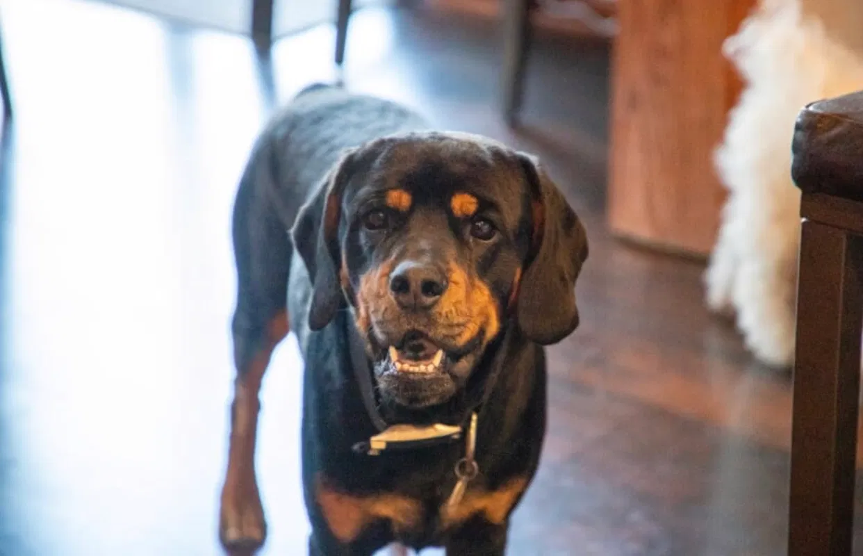 Lost dog in Rush City, MN, 55069