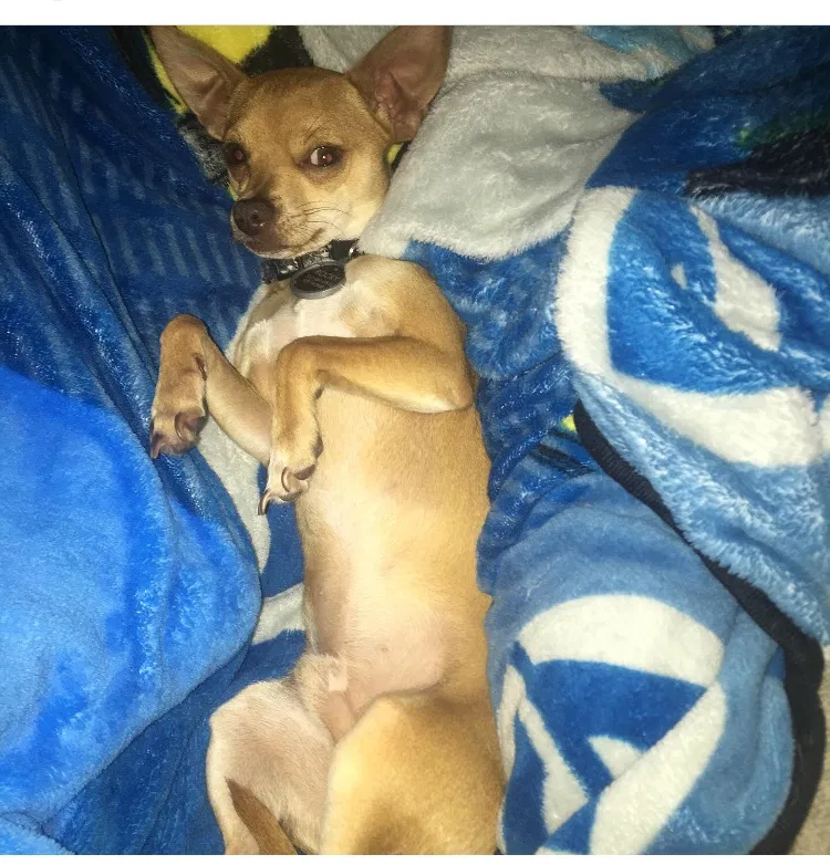 Lost dog in Corpus Christi, TX, 78412