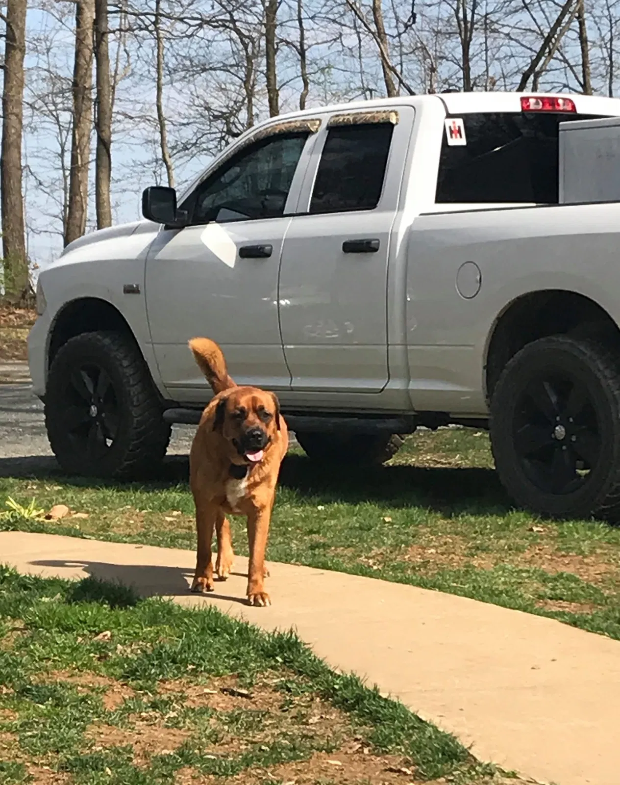 Lost dog in White Hall, MD, 21161