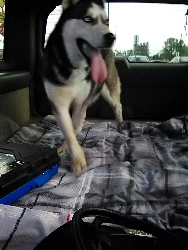 Lost dog in Zanesfield, OH, 43360