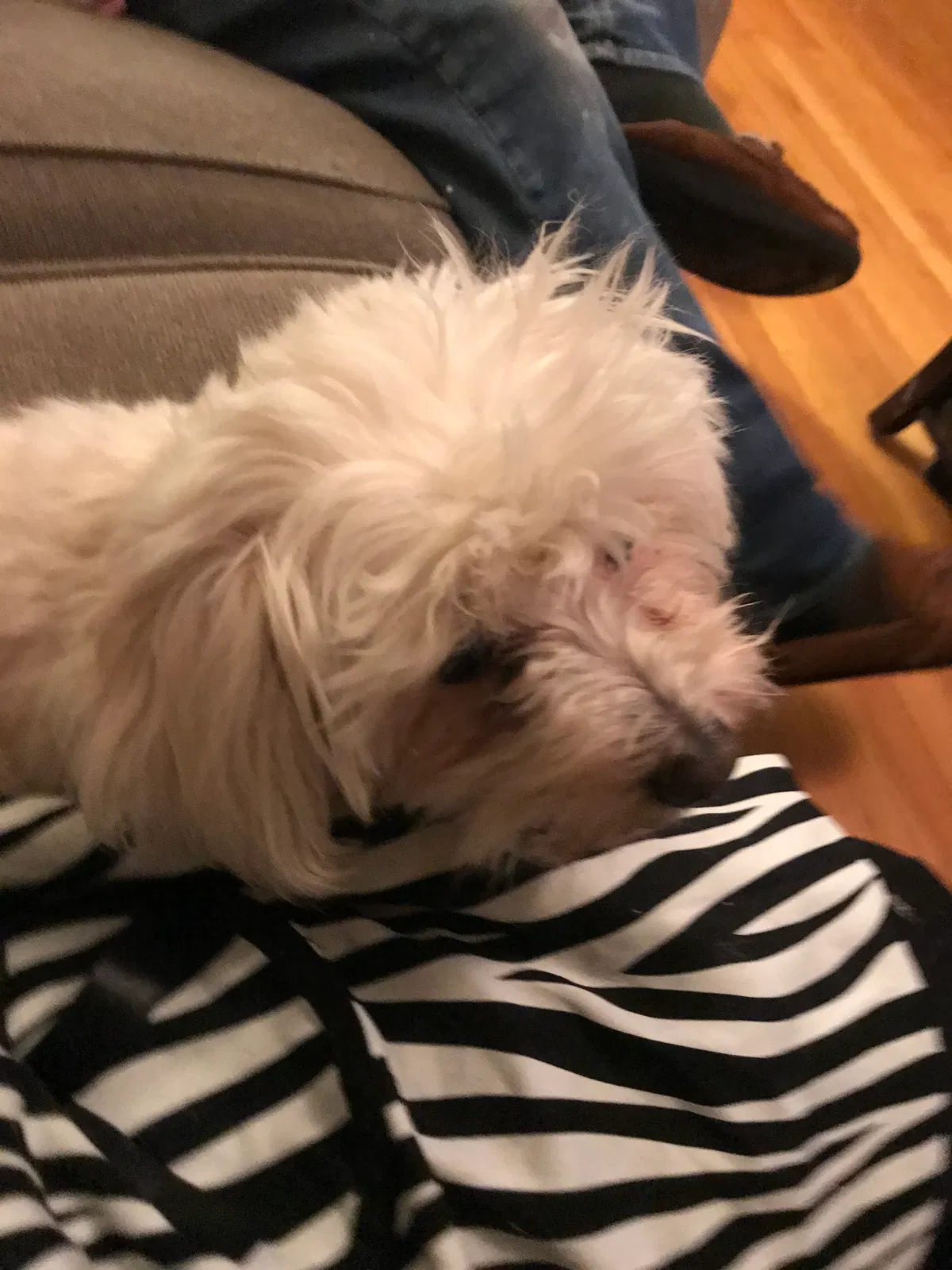 Lost dog in Chicago, IL, 60629