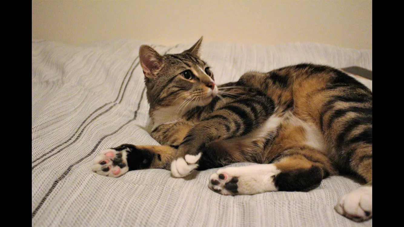 Lost cat in Bellingham, WA, 98226