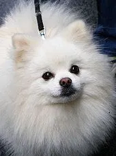 Lost dog in Alachua, FL, 32615