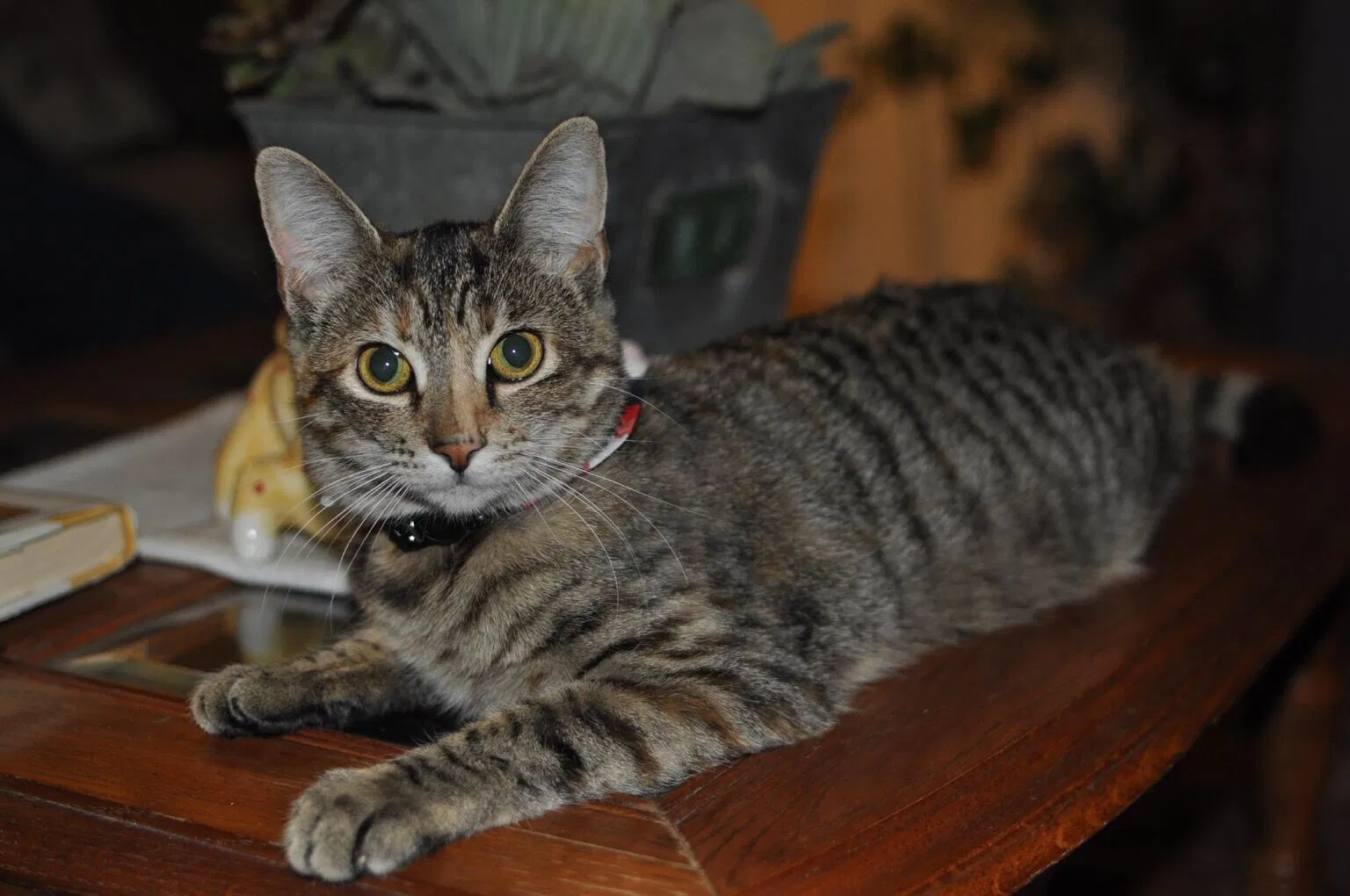 Lost cat in Clovis, CA, 93612