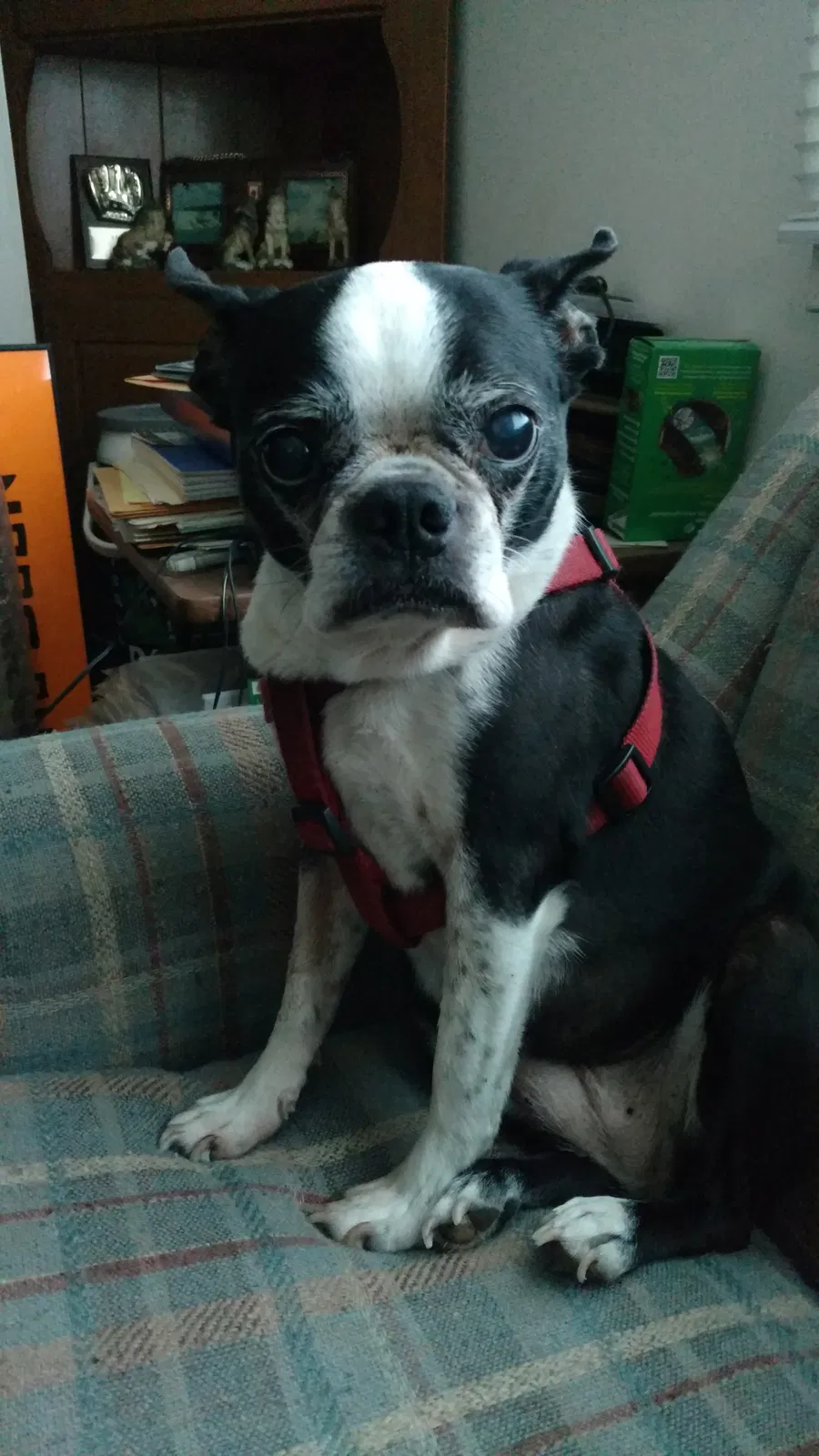 Lost dog in South Bend, IN, 46615